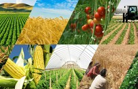 Агрокомплекс